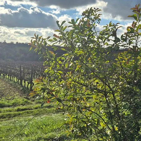 Semesterbostad Maison Au Milieu Des Vignes *