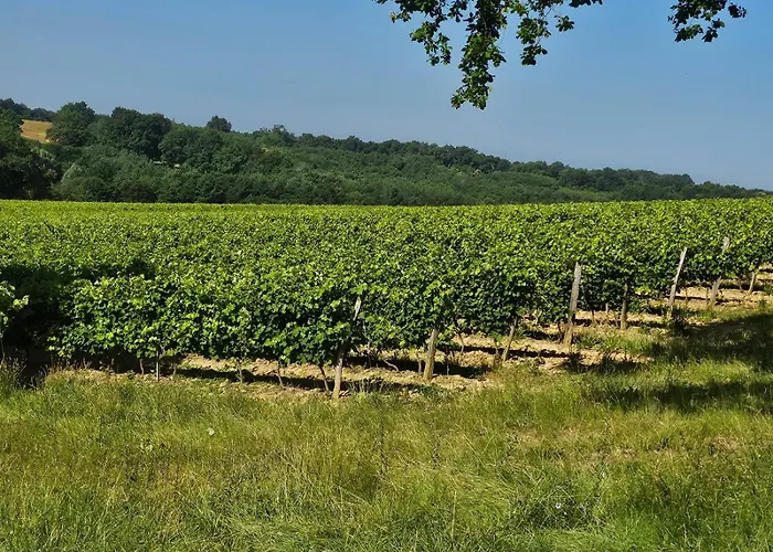 Maison Au Milieu Des Vignes Hébergement de vacances *